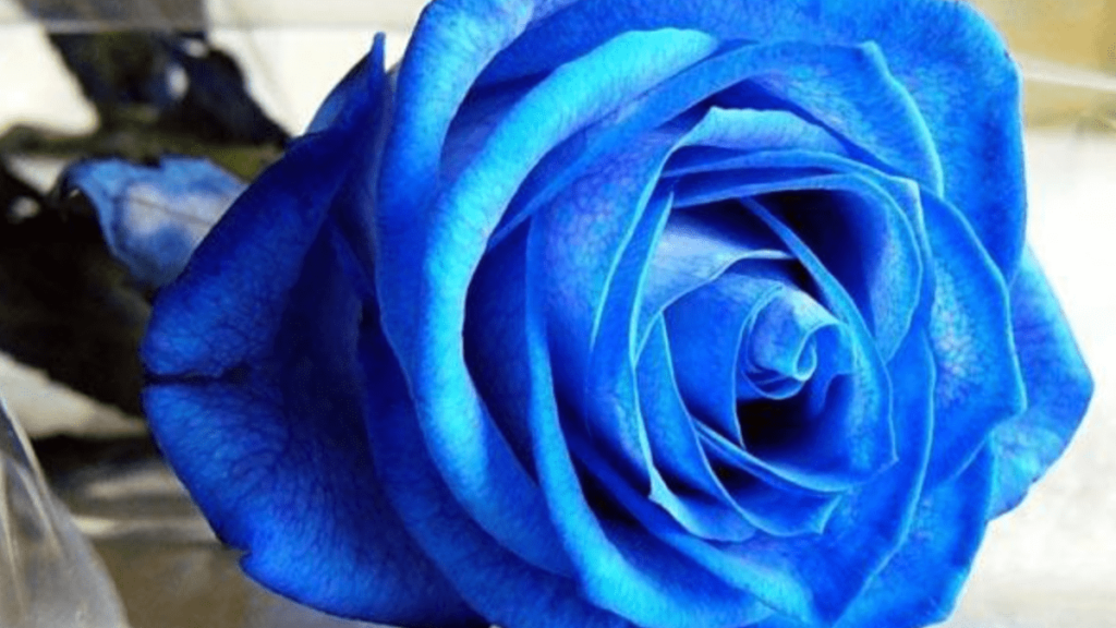 I fiori e il loro linguaggio: la rosa blu simbolo di leatà